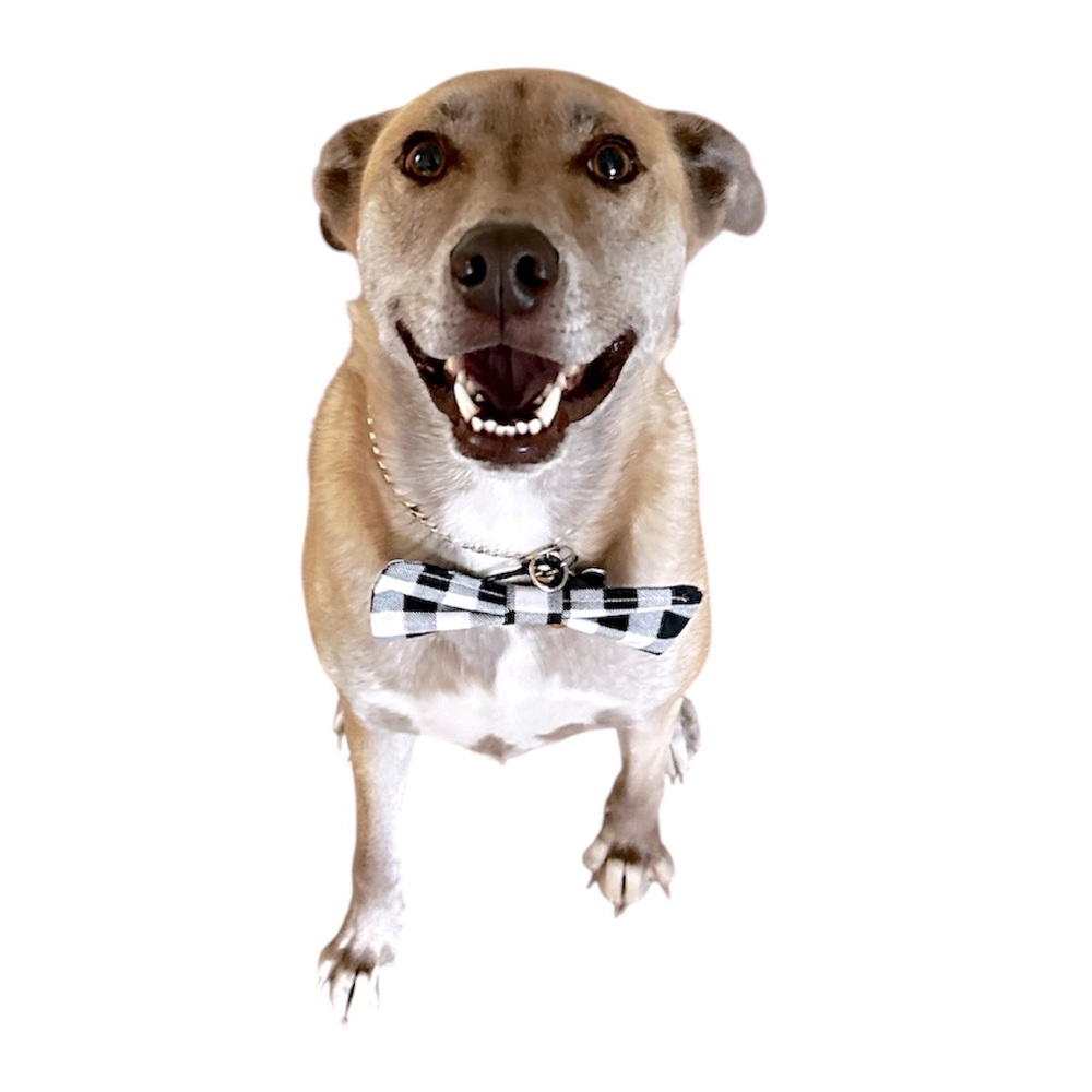 Hand Crafted Black Plaid Dog Bow Tie Cotton Collar Attachable 6” Accessory - Picture 4 of 10